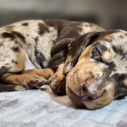 Dachshunds from Sweet as Honey Weenies