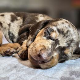 Dachshunds from Sweet as Honey Weenies