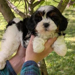 Symphony - Black and white male Shihpoo puppy in Coshocton, Ohio from Forever Family Puppies