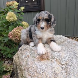 Chloe - Blue merle female Bernedoodle puppy in Beach City, Ohio from Blue Cloud Doodles