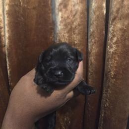 Aries - Black male Miniature Schnauzer puppy in Titusville, Florida from Alysha's Grandbabies
