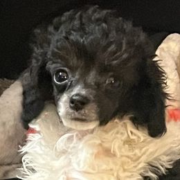 Narcissa - Poodle