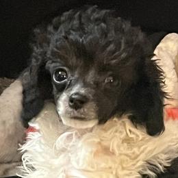 Narcissa - Poodle