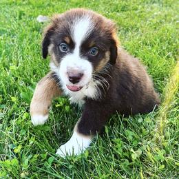 Australian Shepherds from Hali's Aussies