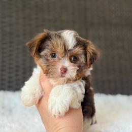 Ziggy - Chocolate, tan and white male Yorkshire Terrier puppy in Liberty, Texas from Tiny Yorkshire pups