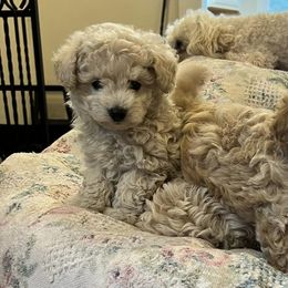 Poodles from Clara’s Toy Poodles