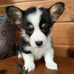 Australian Shepherd and Companion Cross Puppies from RussKris Farms Aussies & Corgis