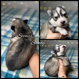 Sandy - Silver and white female Pomsky puppy in Rossville, Georgia from Scenic City Pomskies