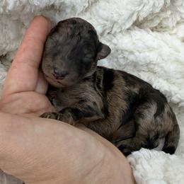 Daphne - Blue merle female Bordoodle puppy in Canfield, Ohio from Poo's Doo's & Inu's