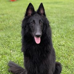 Leena - Belgian Sheepdog