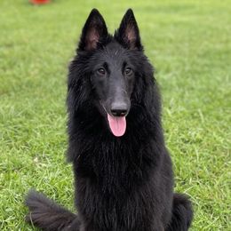 Leena - Belgian Sheepdog