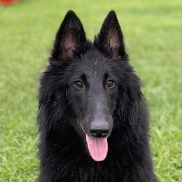 Leena - Belgian Sheepdog