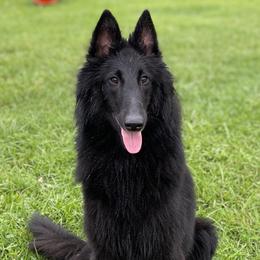 Leena - Belgian Sheepdog