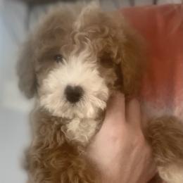 Goldendoodle Puppies from Graystone Doodles