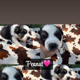 Peanut - Black tri-color female Australian Shepherd puppy in Denton, North Carolina from Double R Farm Aussies