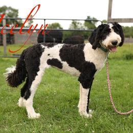 Icee - Sheepadoodle