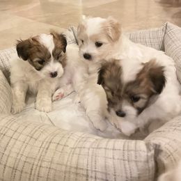 Coton de Tulear Puppies from Cotoncutie