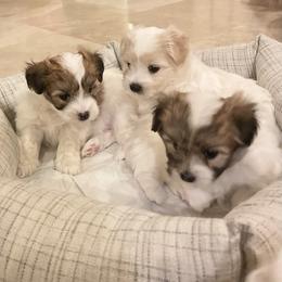 Coton de Tulear Puppies from Cotoncutie