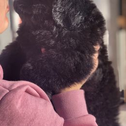 Newfoundland Puppies from Bookcliff Newfies