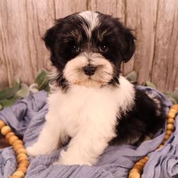 Miniature Schnauzer and Poodle Puppies from Crystal Rose Canines
