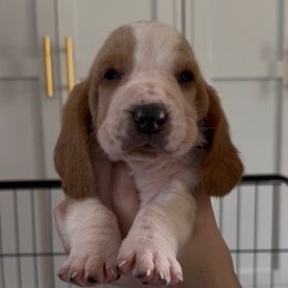 Agnus - Mahogany and white female Basset Hound puppy in Dalton, Georgia from Pride Rock Basset Hounds