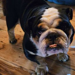 Gidget - Bulldog