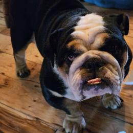 Gidget - Bulldog