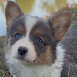 Jolene - Blue female Pembroke Welsh Corgi puppy in Beggs, Oklahoma from Blue Diamond Corgi’s