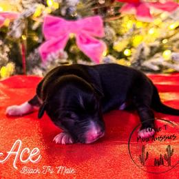 Ace - Black tri male Miniature Australian Shepherd puppy in Apache Junction, Arizona from Circle T Mini Aussies