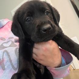Navy - Black male Labrador Retriever puppy in Menifee, California from The Golden Leash Kennels