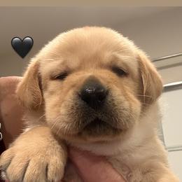 Black or pink collar - 1 available - Yellow female Labrador Retriever puppy in Clinton, Tennessee from Summer Rose