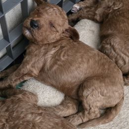 Goldendoodle and Labrador Retriever Puppies from Sagebrush Labradors and Doodles