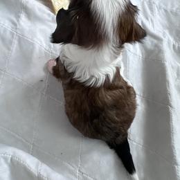 Boy 3 - Sable Chinese Crested puppy in Natick, Massachusetts from Mindy Dobrow's Chinese Crested Puppies and standard poodles