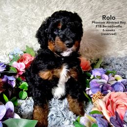 Bernedoodle Puppies from A Star is Born Doodles