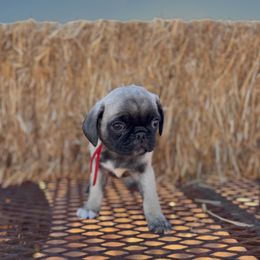 Ally AKC Fawn Female - Pug puppy from Broken Road Ranch