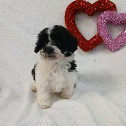 Almond Joy - White female Havapoo puppy in Blanch, North Carolina from Faithful Hearts Kennel
