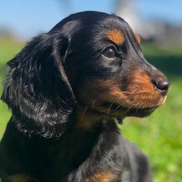 Dachshunds from Powderhorn Miniature Dachshunds
