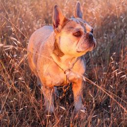 Annie - French Bulldog