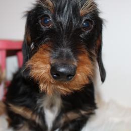 Hazel - Dachshund