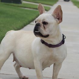 Madison  - French Bulldog