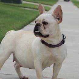 Madison  - French Bulldog