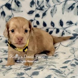 Shaded Cream Dapple Female Longhair - Cream female Dachshund puppy in Cleveland, Tennessee from Kelly's Doxie Farm