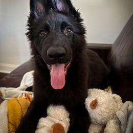 German Shepherd Puppies from Howixx German Shepherds