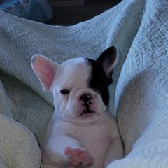French Bulldog Puppies from Bay River French Bulldogs