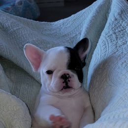 French Bulldog Puppies from Bay River French Bulldogs