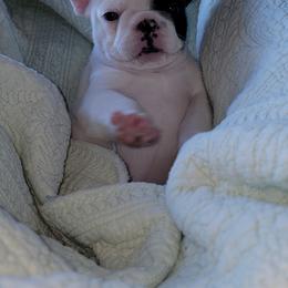 French Bulldog Puppies from Bay River French Bulldogs