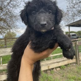 Poodle Puppies from Fluffy Doodle Farms