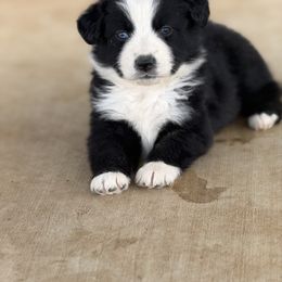 Remi - Black & white Australian Shepherd puppy in Mineral Wells, Texas from A6 Australian Shepards