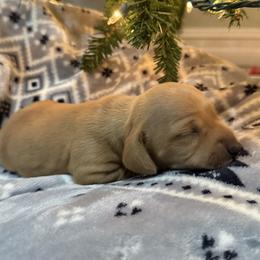 Stetson - Red male Dachshund puppy in Queen Creek, Arizona from Western Weens