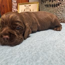 Boy 1 - Brown and white male Cocker Spaniel puppy in Phil Campbell, Alabama from Sandra Clark's Cocker Spaniels